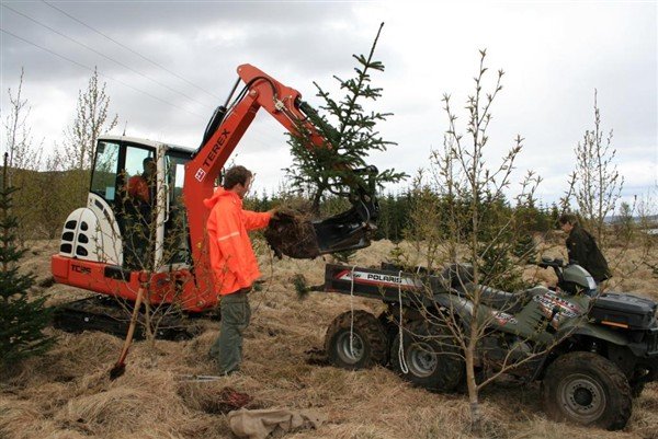 Hnaustrjáavertíð á fullu