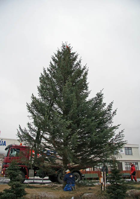 Jólatré á Héraði