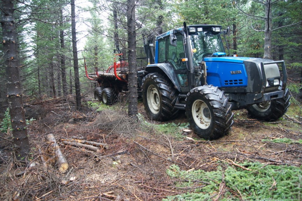Hundruðir rúmmetra af grisjunarvið í Haukadal
