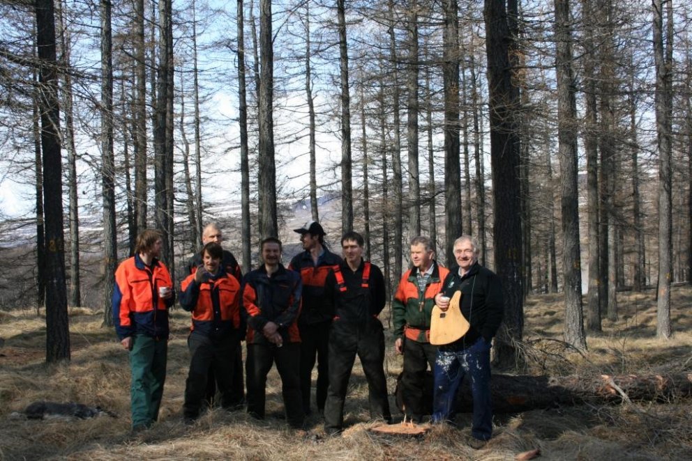 Guttormslundur grisjaður í síðasta sinn