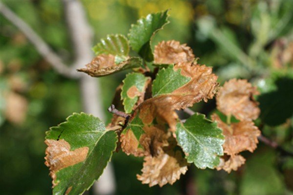 Birkismuga - nýtt meindýr á birki