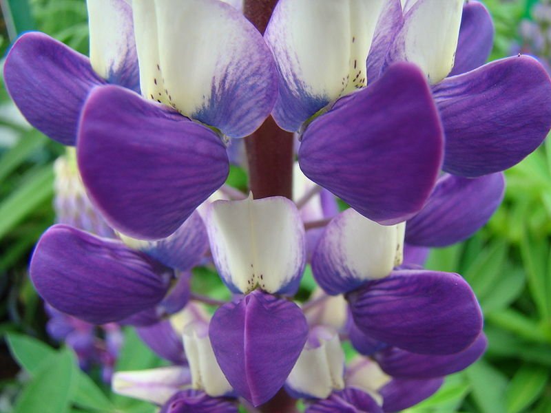 (Mynd: Wikimedia)
http://commons.wikimedia.org/wiki/File:Lupine_macro.jpg