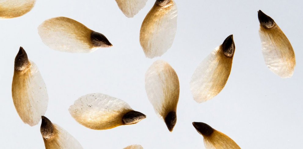 Rauðgrenifræ. Ljósmynd: Dan Aamild/NIBIO. 