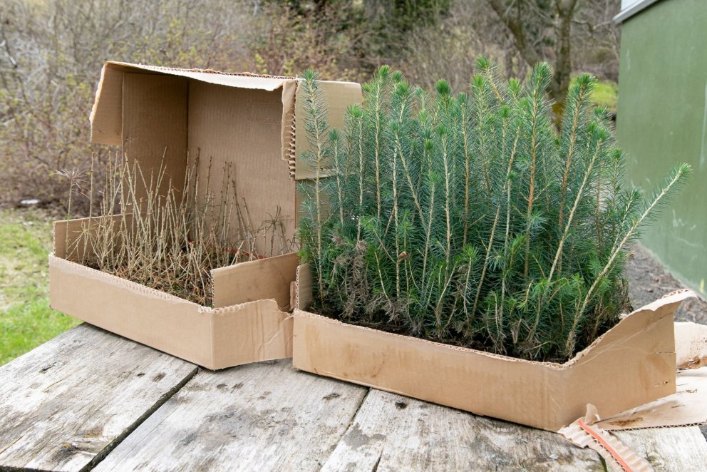 Plöntur sem geymdar hafa verið vetrarlangt í frysti. Ljósmynd: Pétur Halldórsson