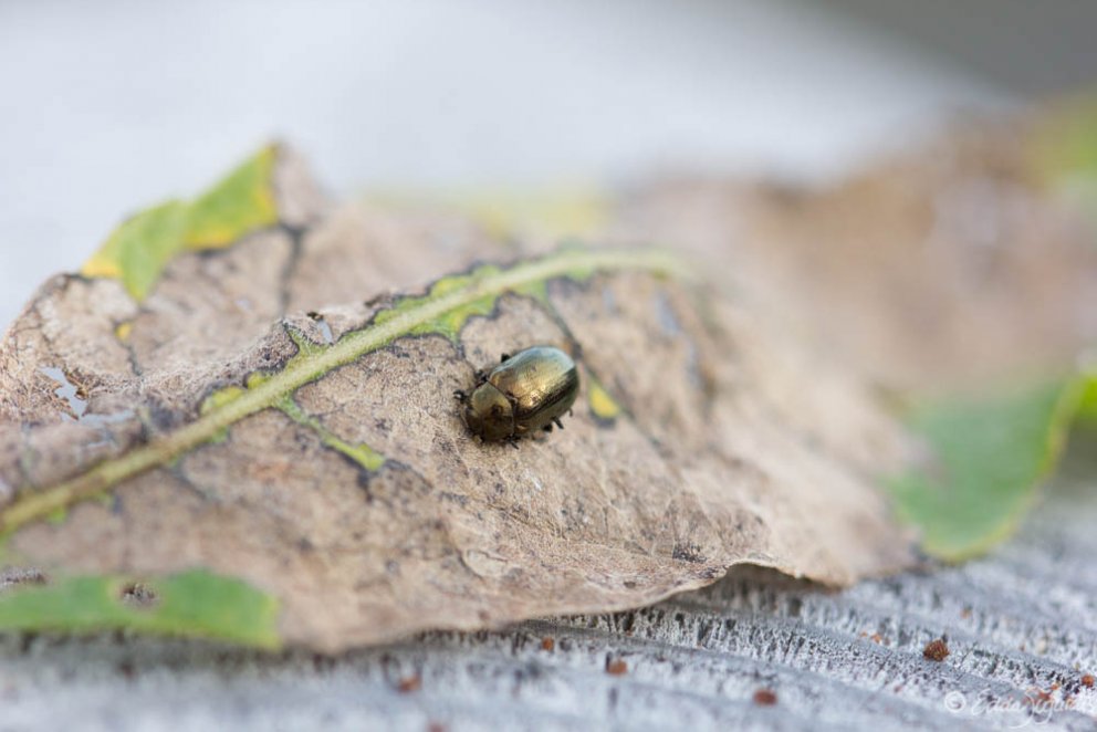 Fullorðin asparglytta. Mynd: Edda S. Oddsdóttir.