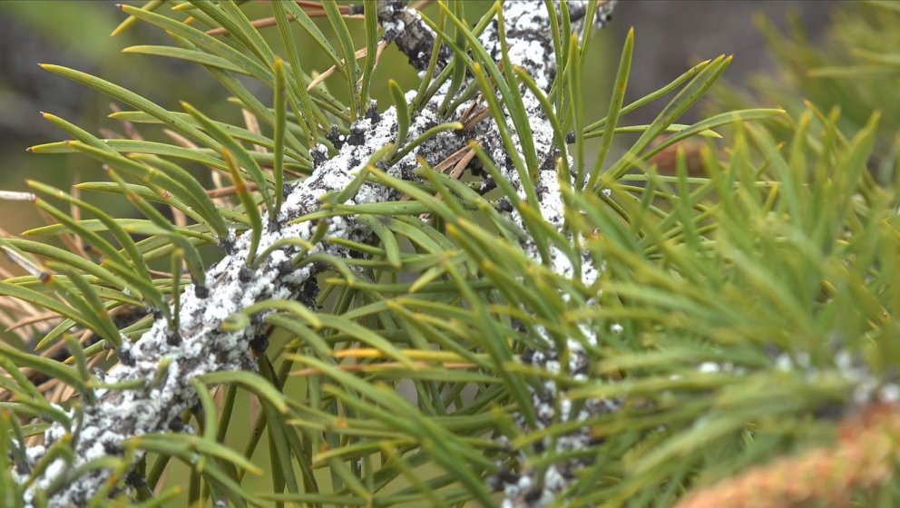 Furulúsin myndar hvíta þræði sem verða eins konar ull á greinum og stofni. Í þessa „ull“ verpir furu…