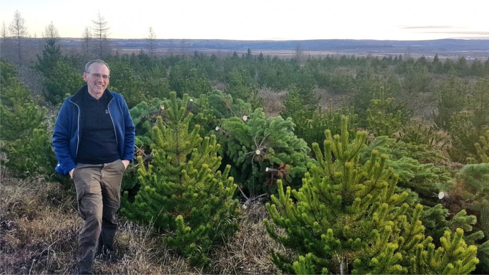 Hreinn Óskarsson í myndarlegum furuskógi sem gefur ríkulega af fallegum jólatrjám í ár. Ljósmynd: Tr…