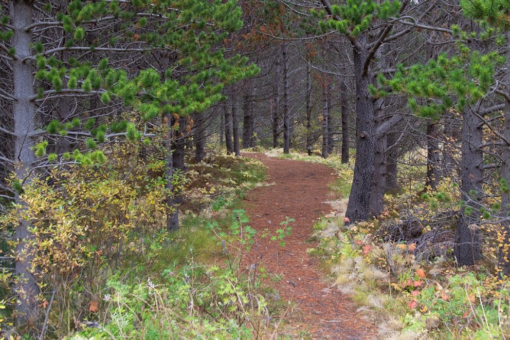 Úr Haukadalsskógi. Ljósmynd: Pétur Halldórsson