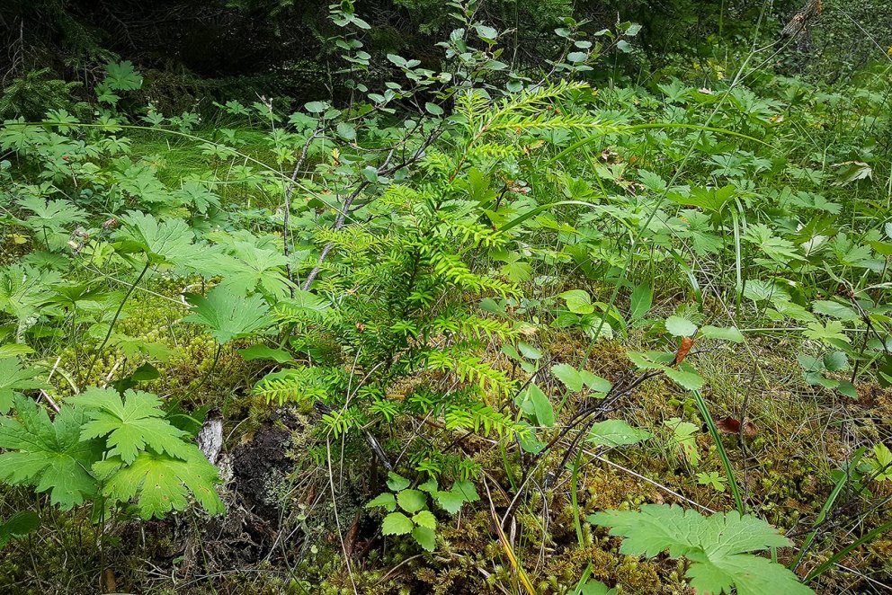 Fyrsta sjálfsána marþöll sem fundist hefur á Íslandi. Hún er við Jökullæk í Hallormsstaðaskógi. Ljós…