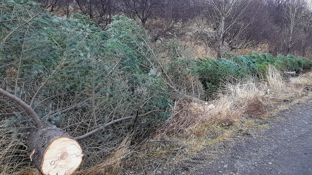 Fyrstu jólatrén sem tekin voru í þjóðskóginum í Þjórsárdal þetta árið. Ljósmynd: Jóhannes H Sigurðss…