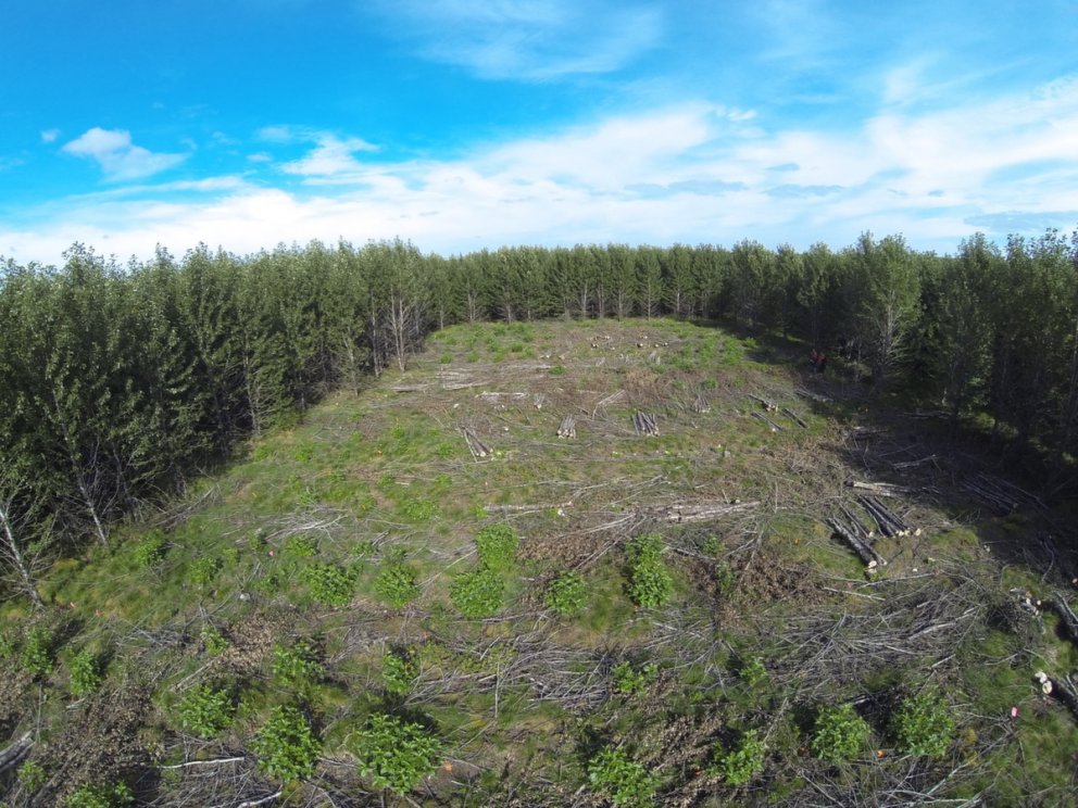 Eilífðarvélin alaskaösp