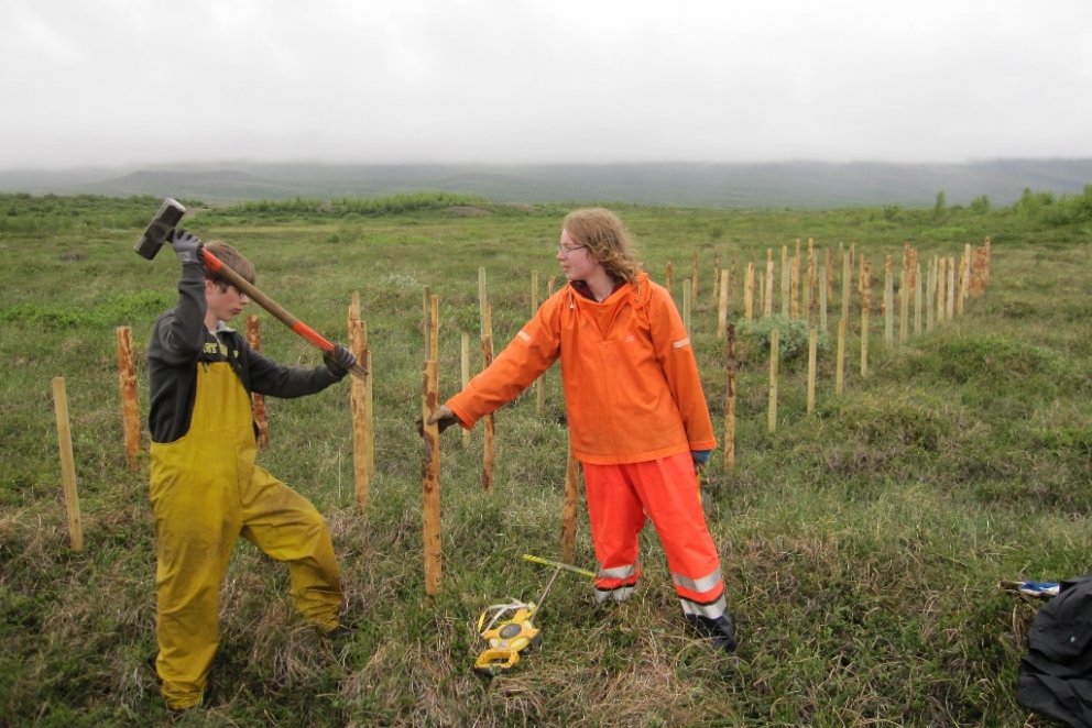 Staurarnir voru reknir um 60 cm niður í jarðveginn.