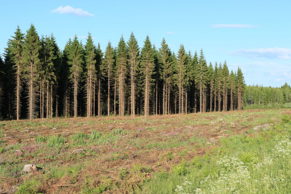 Hér hefur finnskur skógarreitur verið gjörfelldur og allt hreinsað burt nema rótarhnyðjur. Mikilvægt…