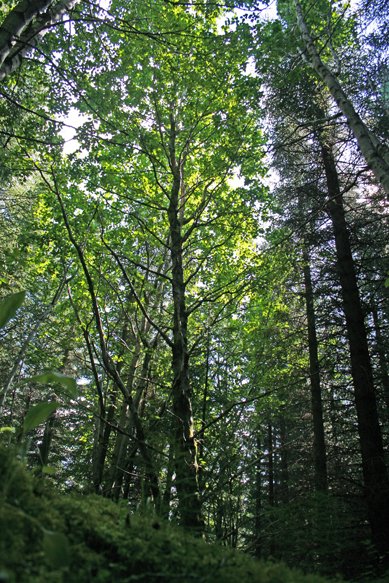 Gráelri nær nýjum hæðum