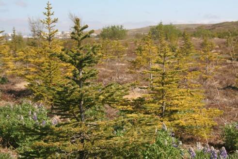 Ungt greni á skógræktarsvæði