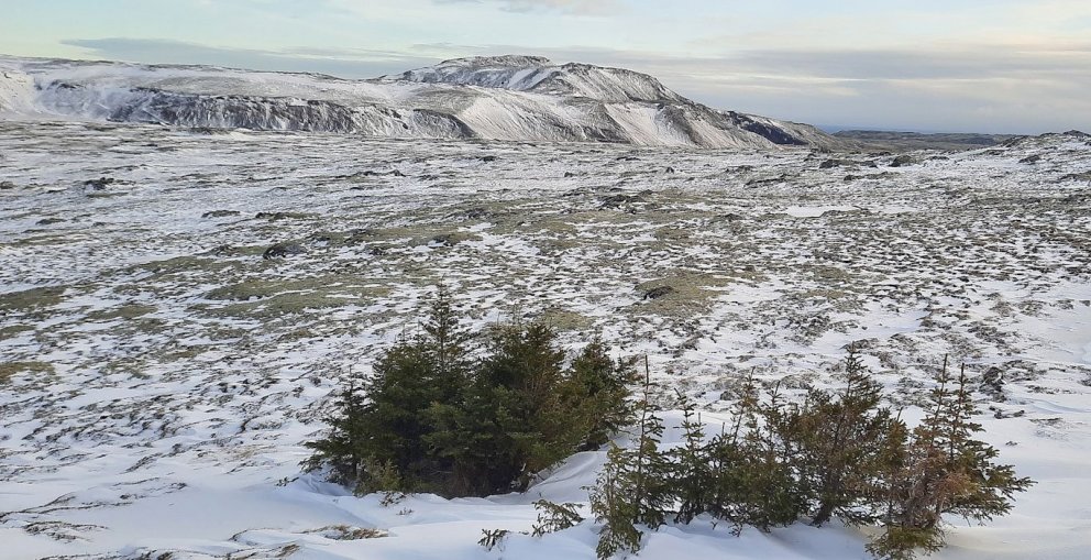 Grenilundur í Lambafelli, tekið 2021. Mynd: Guðmundur Birgir Smárason