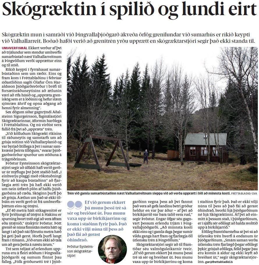 Grenitrén standa áfram á Þingvöllum