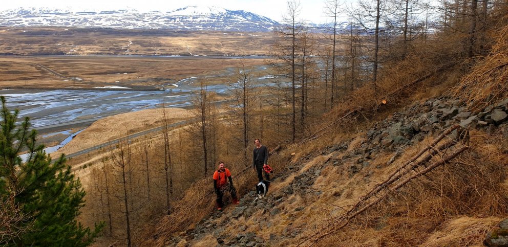 Á degi jarðar er gott að vinna að grisjun í ungum skógum. Það býr í haginn fyrir framtíðina, eykur v…