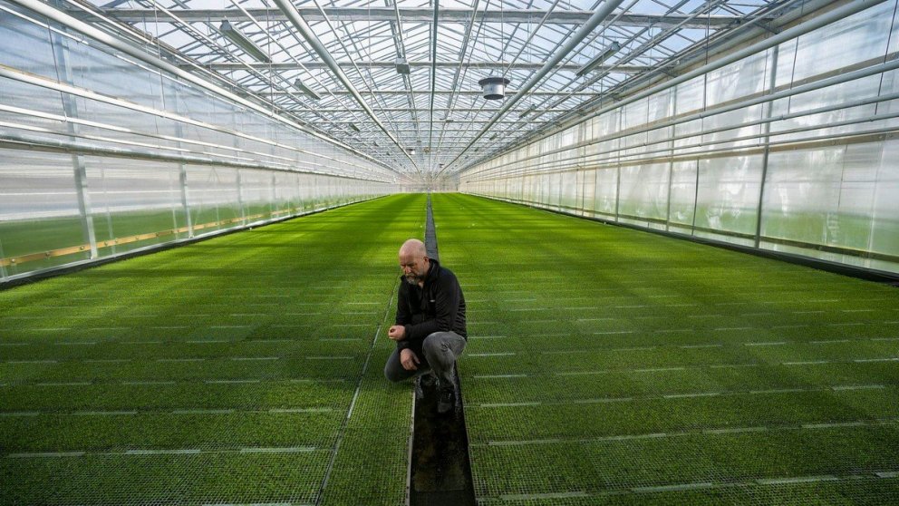 Í gróðrarstöðinni í Biri eru ræktaðar milljónir greniplantna á hverju ári. Ljósmynd af vef NRK: Lars…