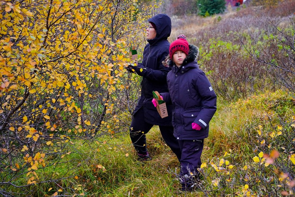 Nóg er af birkifræi til að tína á suðvesturhorninu ef vel er að gáð. Fræ er á um tíunda hverju tré o…