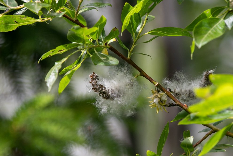 Þegar víðifræin þroskast öðlast þau vængi. Vængirnir eru svifhár sem líkjast ull og á þeim geta fræi…