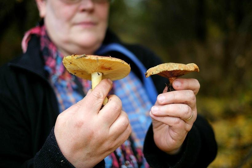 Spenn­andi svepp­ir. Mynd: mbl.is/​Golli