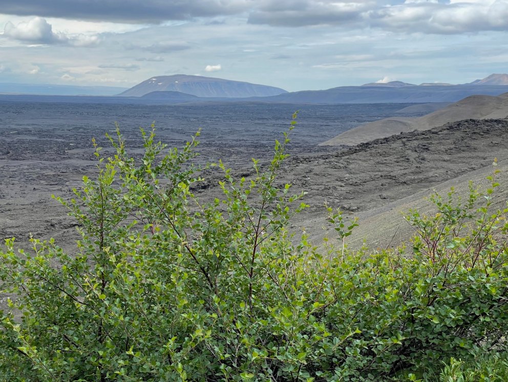 Mynd tekin í norðurátt úr birkireitnum vestast í Hvammsfjöllum í Ódáðahrauni. Sellandafjall í baksýn…