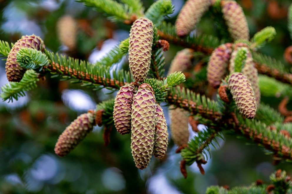 Hálfþroskaðir sitkagrenikönglar. Ljósmynd: Pétur Halldórsson