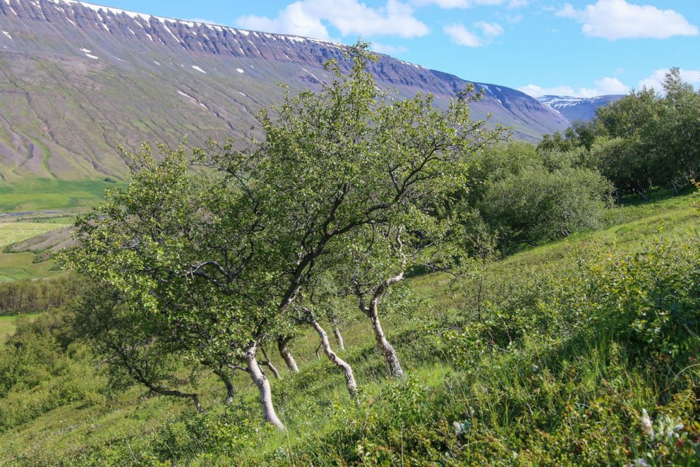 Leyningshólabirki er eitt af þeim birkikvæmum sem sett voru út í tilrauninni. Það vex lítið og mynda…