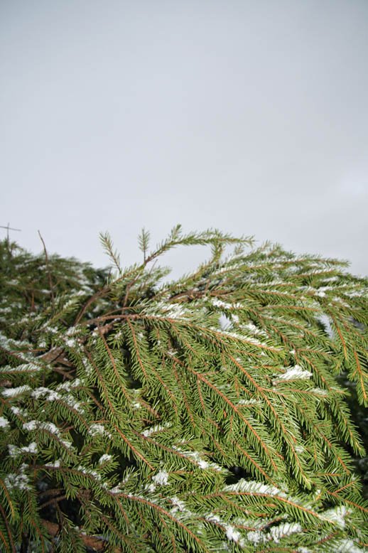 Jólatré gróðursett í stað þess gamla