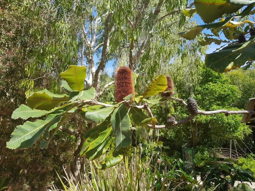 Þessi sérstæða trjátegund vex í Ástralíu en ekki er tegundaheitið á hreinu. Á hverju ári eru um 2.00…