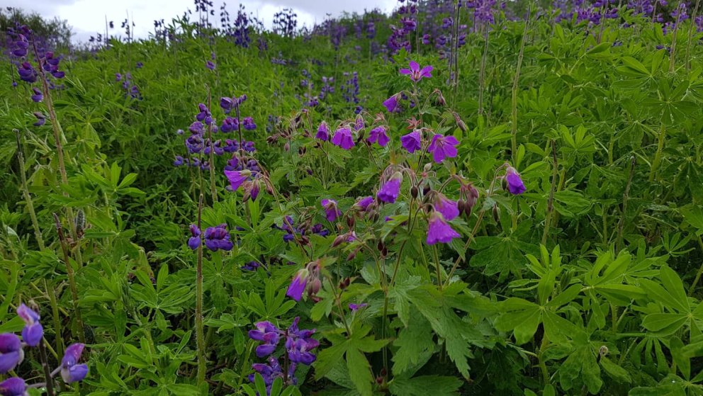 Blágresið blíða er nú komið aftur á Haukadalsheiðina fyrir tilstuðlan lúpínunnar. Eins er með ýmsar …