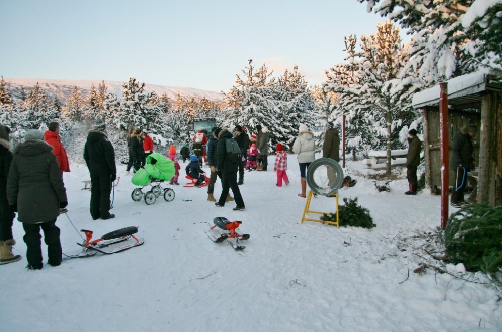 Frá jólatrjáadegi í Haukadalsskógi. Mynd: Hreinn Óskarsson.