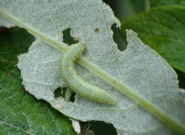 Haustfeti herjar á alaskavíði