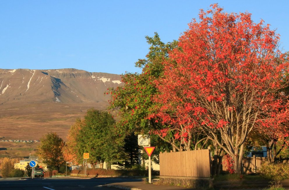 Haustlitir á reyniviði geta verið mjög fjölbreytilegir og nokkuð misjafnt hvenær einstök tré klæðast…