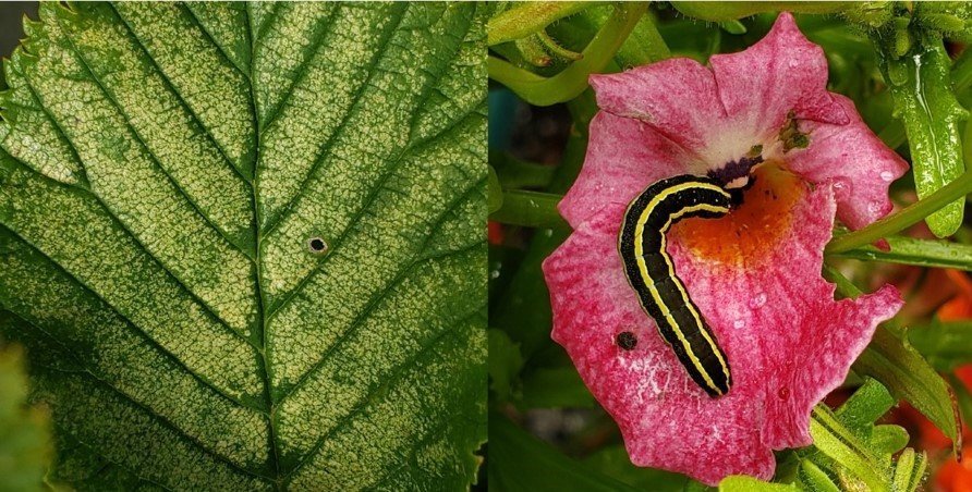 Óboðnir gestir á haustmálþingi Garðyrkjuskólans