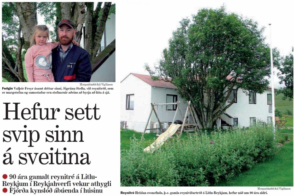 90 ára gamalt reynitré vekur athygli