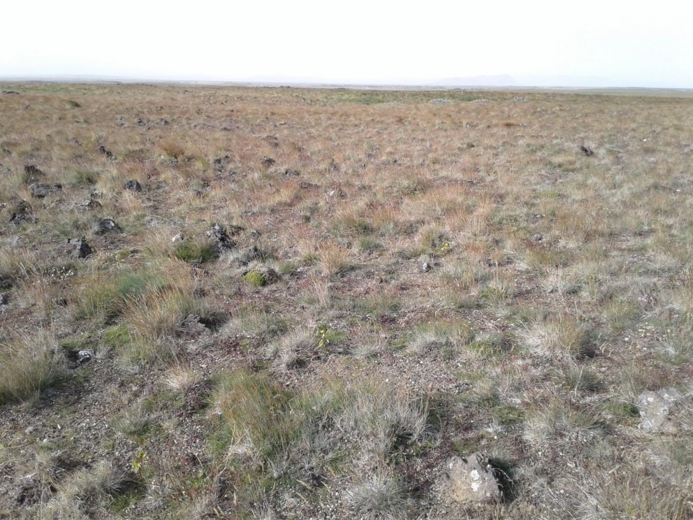 Birkið bregst vel við næringunni sem kjötmjölið færir því. Næringaráhrif kjötmjöls endast í nokkur á…