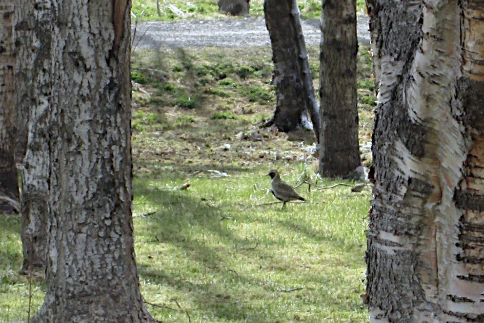Heiðlóan er ekki algeng sjón í miðjum skógi en fátt er þó án undantekninga. Vorið 2015 var kalt í ve…