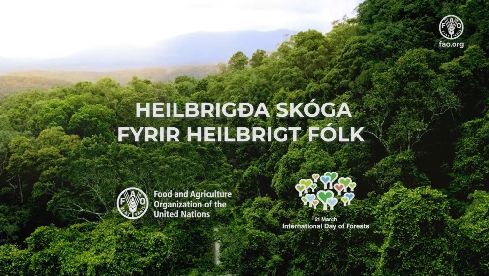 Heilbrigða skóga fyrir heilbrigt fólk. Skjámynd úr myndbandi FAO