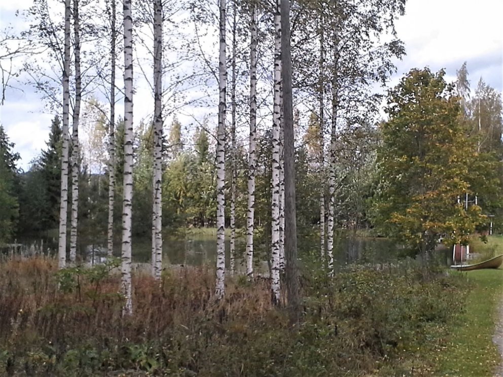 Hér má sjá 27 ára gamalt kynbætt birki í Finnlandi. Um 400 tré standa eftir á hverjum hektara og bíð…