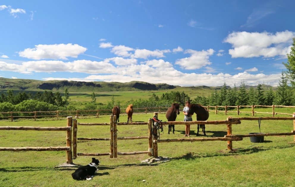 Svona má útbúa fallegt hestagerði úr grisjunarviði. Þannig gefur ungur skógur nytsamlegar afurðir.
