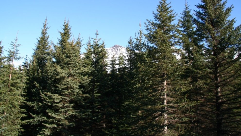 Úr skóginum í Jórvík í Breiðdal. Ljósmynd: Þröstur Eysteinsson