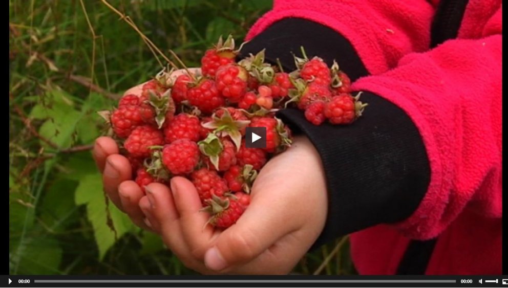 Hindberjaskógur á Hallormsstað