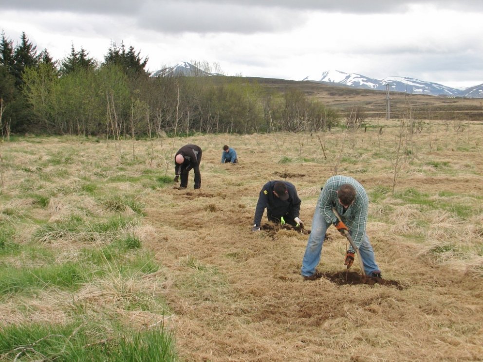 Hlúð að plöntunum