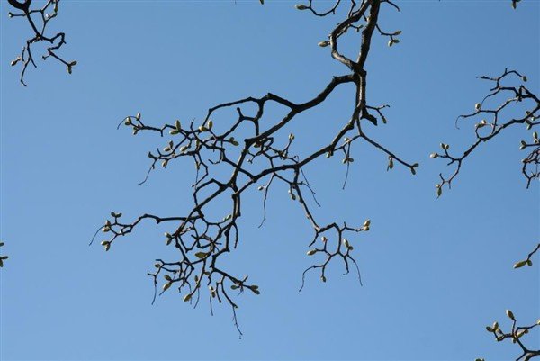 Ný símanúmer Skógræktar ríkisins