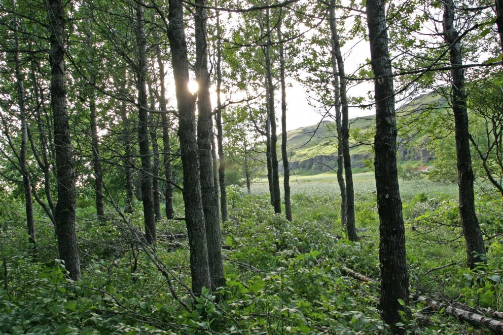 Asparskógur í Múlakoti. Mynd: Hrafn Óskarsson