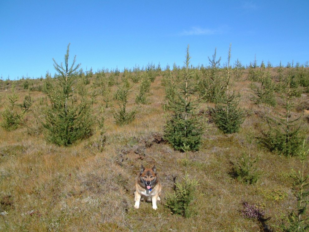 Hrymtrén sem gróðursett voru í Höfða um aldamótin báru fljótt af rússalerkitrjánum. Nú hafa fyrstu H…