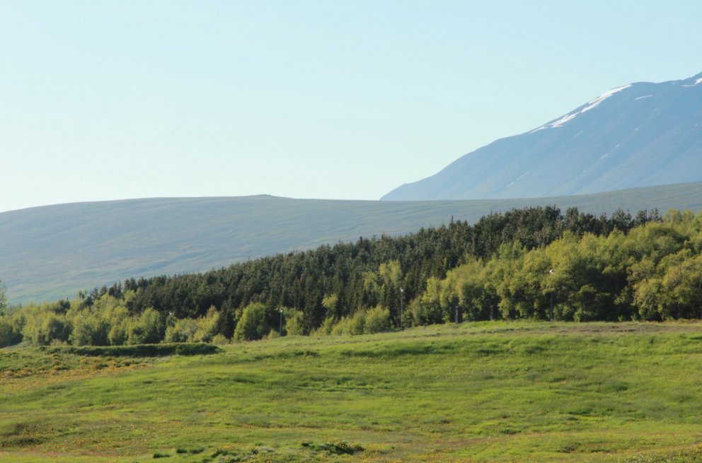Hólaskógur í Hjaltadal á fallegum júnídegi. Ljósmynd: Pétur Halldórsson