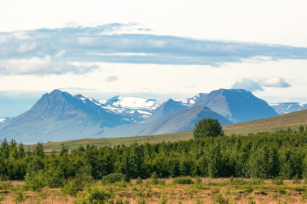 Skógur í íslenskri sveit. Ljósmynd: Pétur Halldórsson